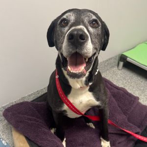 Duke, Senior Male Black Labrador Retriever