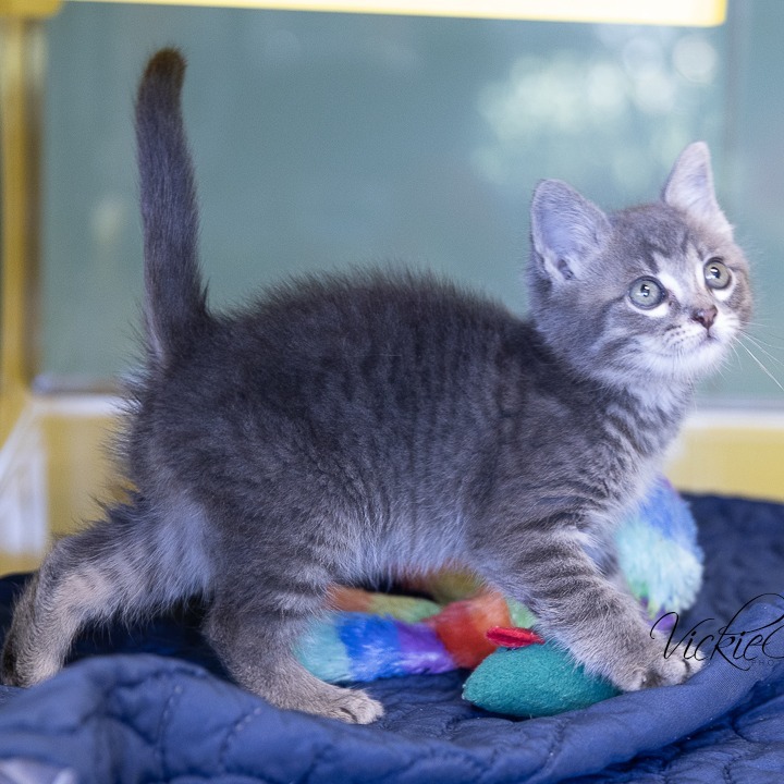 Splinter, an adoptable Domestic Short Hair in Abilene, TX, 79602 | Photo Image 1