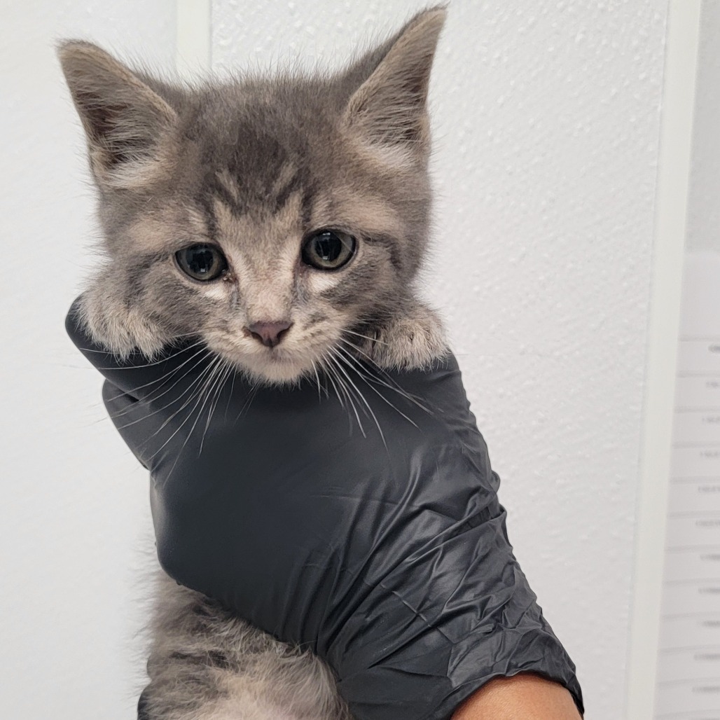 Splinter, an adoptable Domestic Short Hair in Abilene, TX, 79602 | Photo Image 2