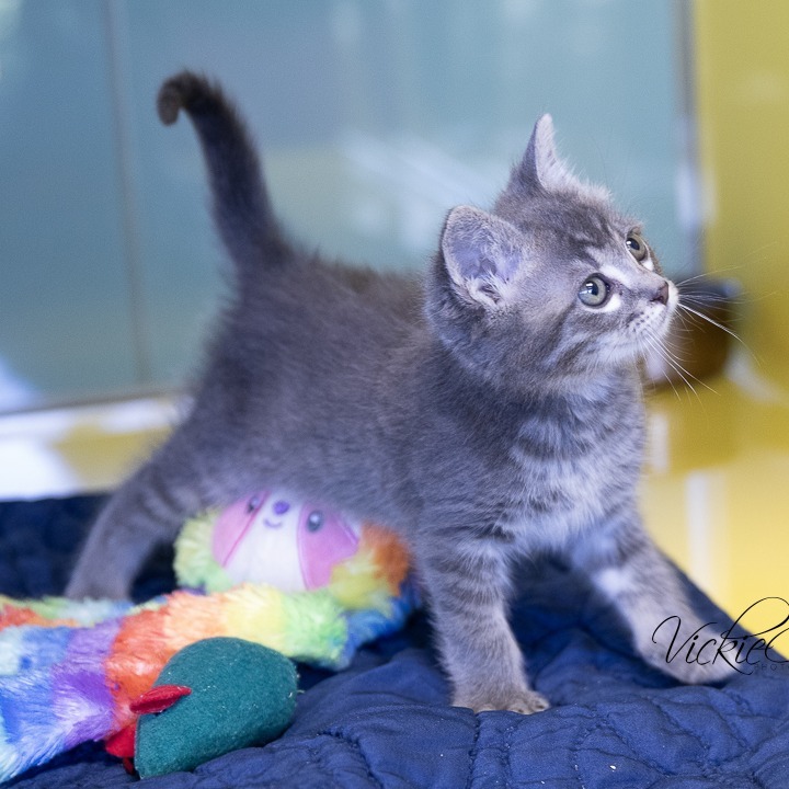 Splinter, an adoptable Domestic Short Hair in Abilene, TX, 79602 | Photo Image 3