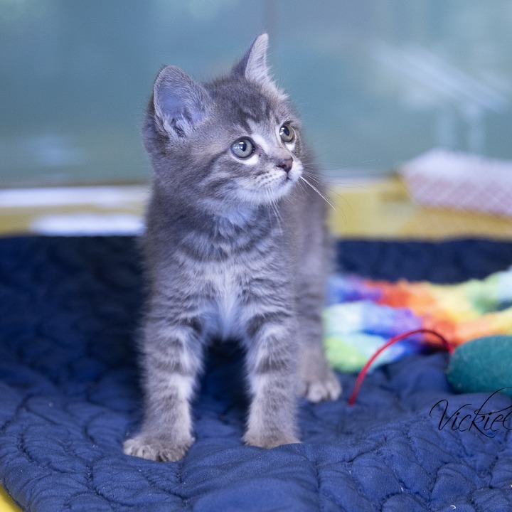 Splinter, an adoptable Domestic Short Hair in Abilene, TX, 79602 | Photo Image 4