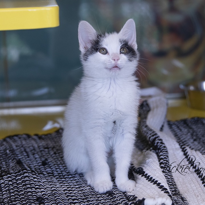 Tem, an adoptable Domestic Short Hair in Abilene, TX, 79602 | Photo Image 1