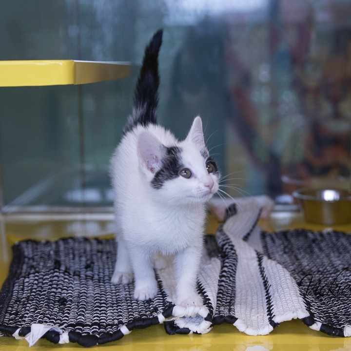 Tem, an adoptable Domestic Short Hair in Abilene, TX, 79602 | Photo Image 2