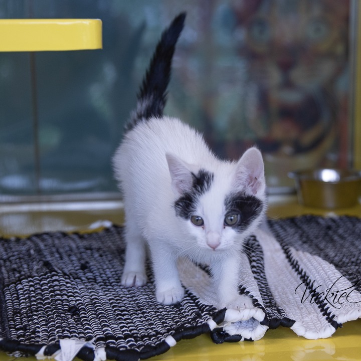 Tem, an adoptable Domestic Short Hair in Abilene, TX, 79602 | Photo Image 3