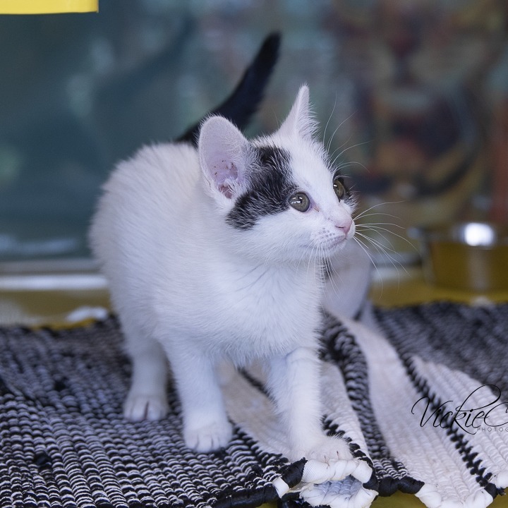 Tem, an adoptable Domestic Short Hair in Abilene, TX, 79602 | Photo Image 4