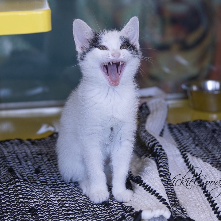 Tem, an adoptable Domestic Short Hair in Abilene, TX, 79602 | Photo Image 5