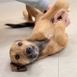 Sitka