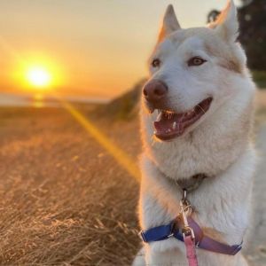 TOBIAS, Adult Male Husky