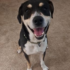 Marmaduke, Adult Male Hound