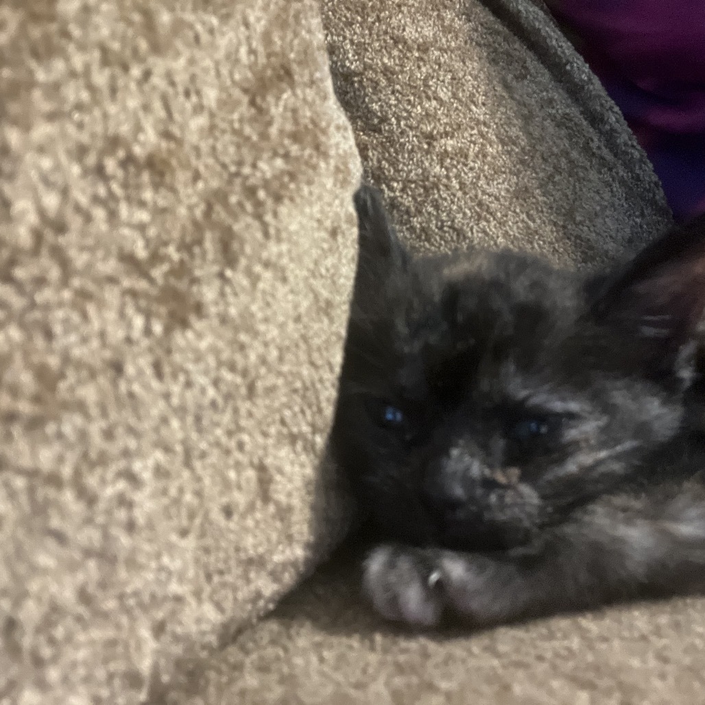 Shadow, an adoptable Domestic Short Hair in Pahoa, HI, 96778 | Photo Image 2