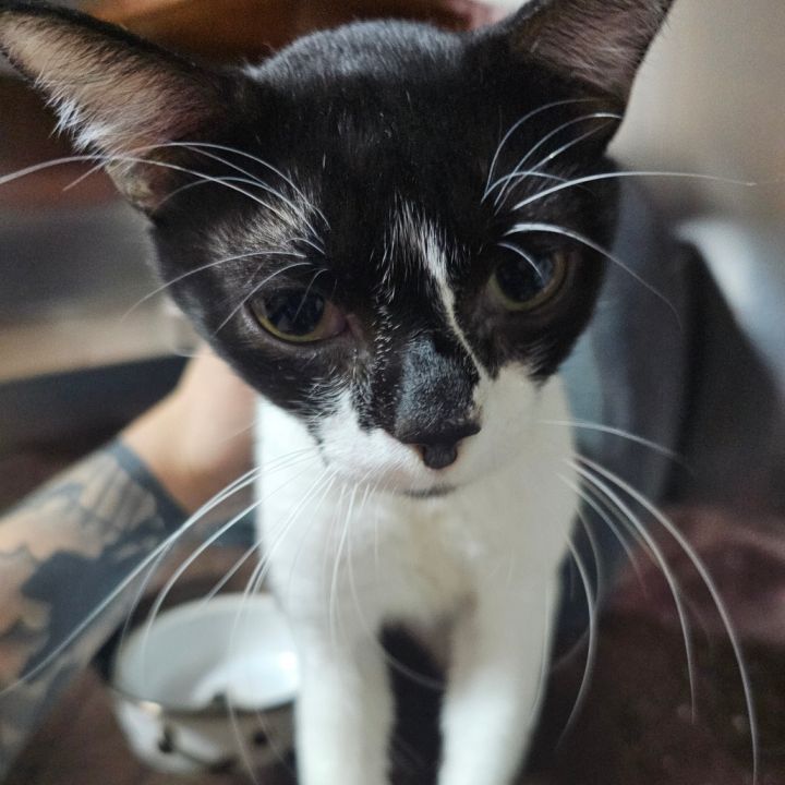 Perry 1