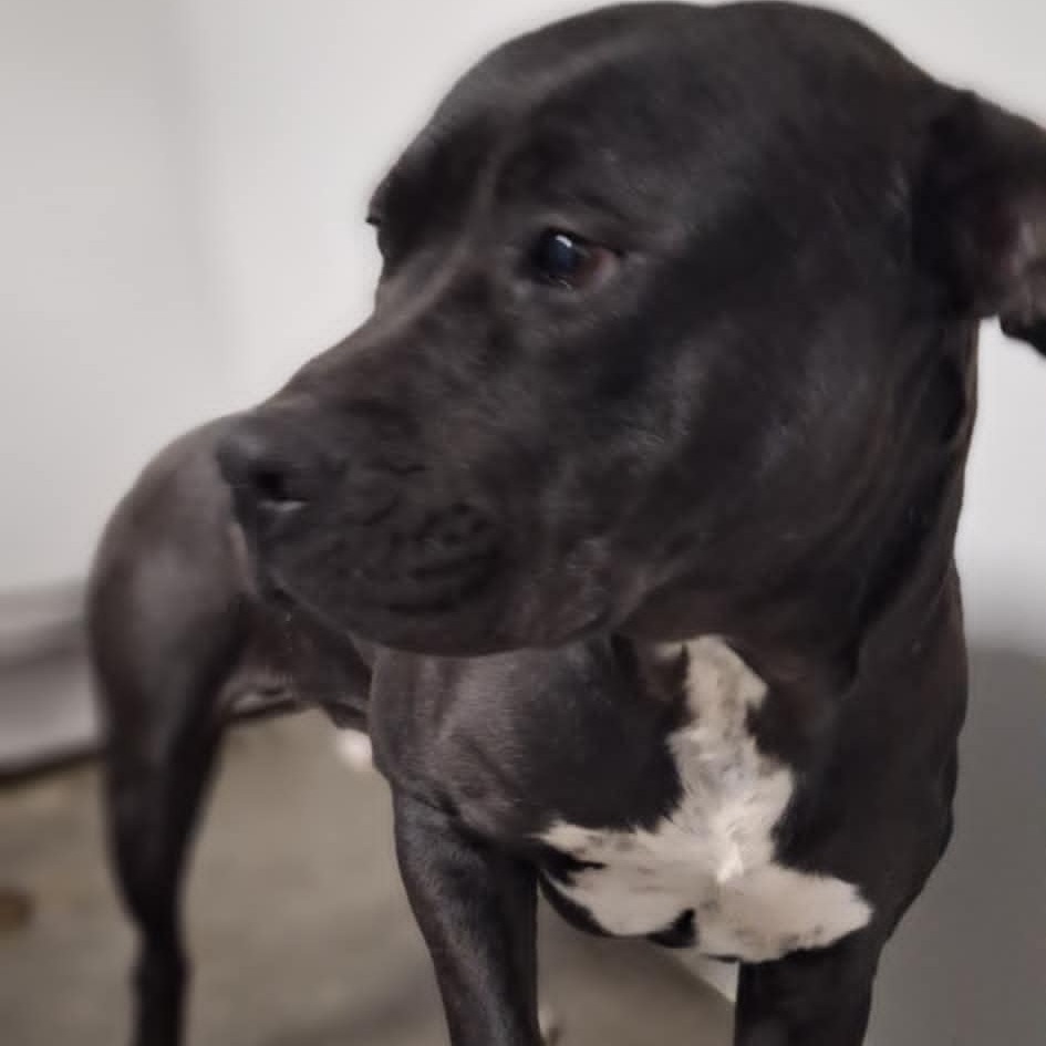 Ace, an adoptable Pit Bull Terrier in Garden City, KS, 67846 | Photo Image 1