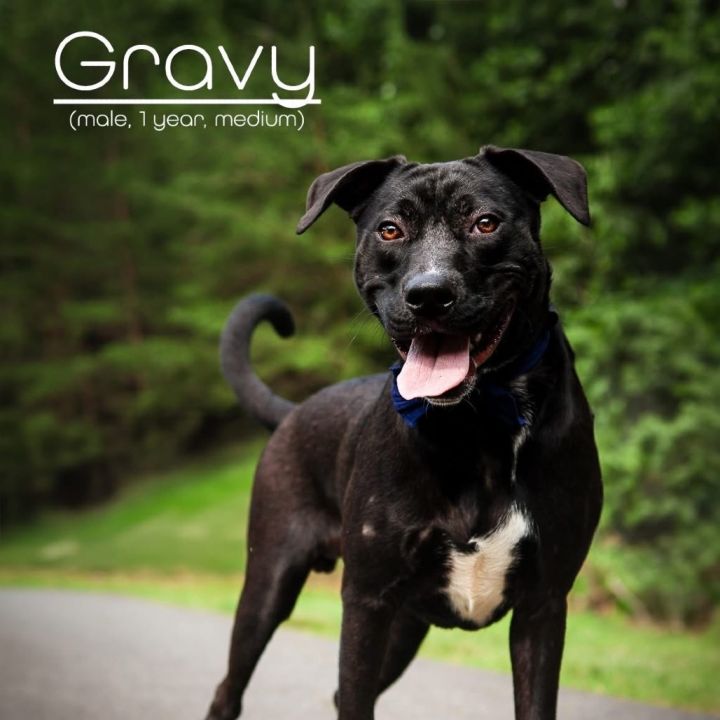 Gravy 1