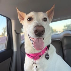 This 60-pound adventure buddy loves hiking swimming and car rides Shes super-sweet eager to ple