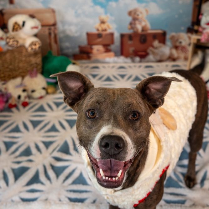 Cocoa