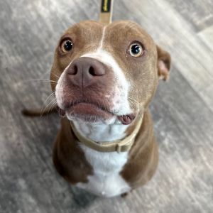 Dobby, Young Female Mixed Breed