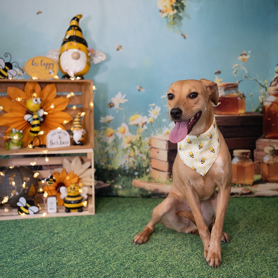 Macie, an adoptable Foxhound, Mixed Breed in Aberdeen, NC, 28315 | Photo Image 3