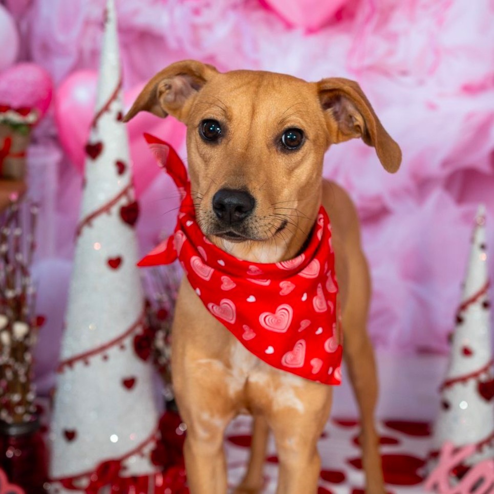 Macie, an adoptable Foxhound, Mixed Breed in Aberdeen, NC, 28315 | Photo Image 5