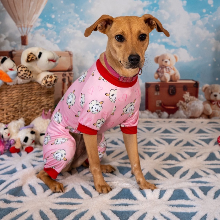 Macie, an adoptable Foxhound, Mixed Breed in Aberdeen, NC, 28315 | Photo Image 6