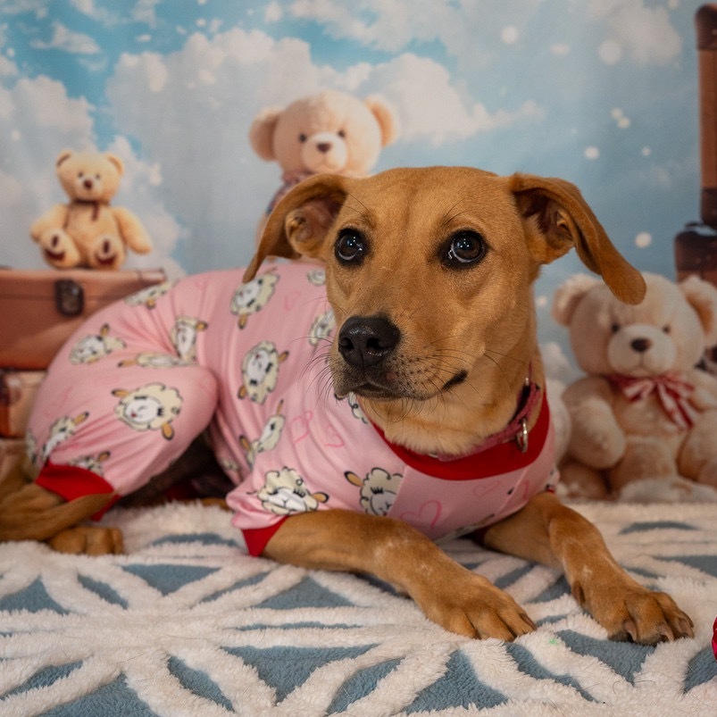 Macie, an adoptable Foxhound, Mixed Breed in Aberdeen, NC, 28315 | Photo Image 7