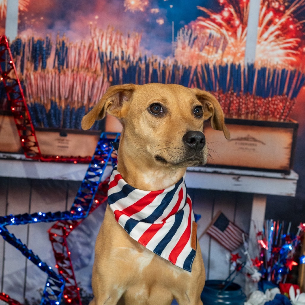 Macie, an adoptable Foxhound, Mixed Breed in Aberdeen, NC, 28315 | Photo Image 8