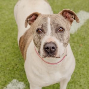 Peaches, Adult Female Mixed Breed