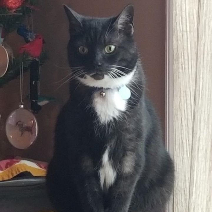 Dexter 1
