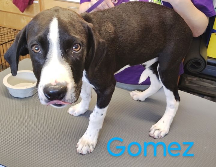 Gomez 1