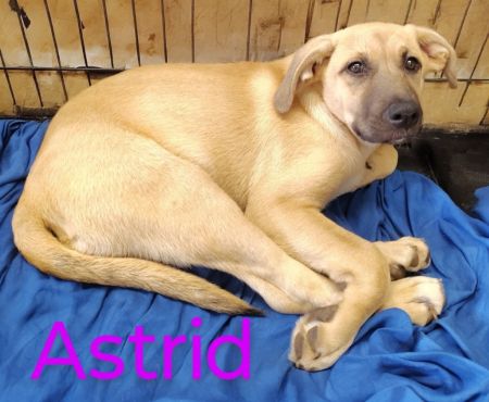 Astrid