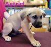 Astrid