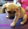 Astrid