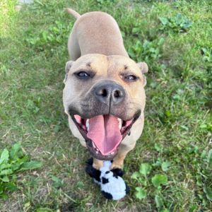 Salem, Adult Female Mixed Breed
