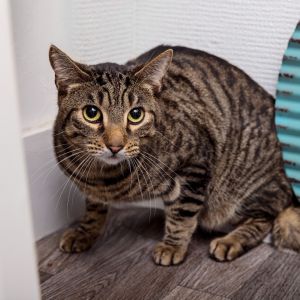 Aioli is a 3-year old calm and thoughtful companion with a soft spot for quiet r