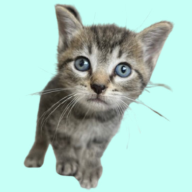 Tusc-stray- thumbnail 1