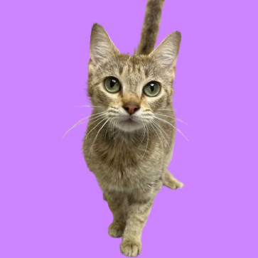 Salsa, an adoptable Domestic Short Hair in Tuscaloosa, AL, 35401 | Photo Image 1