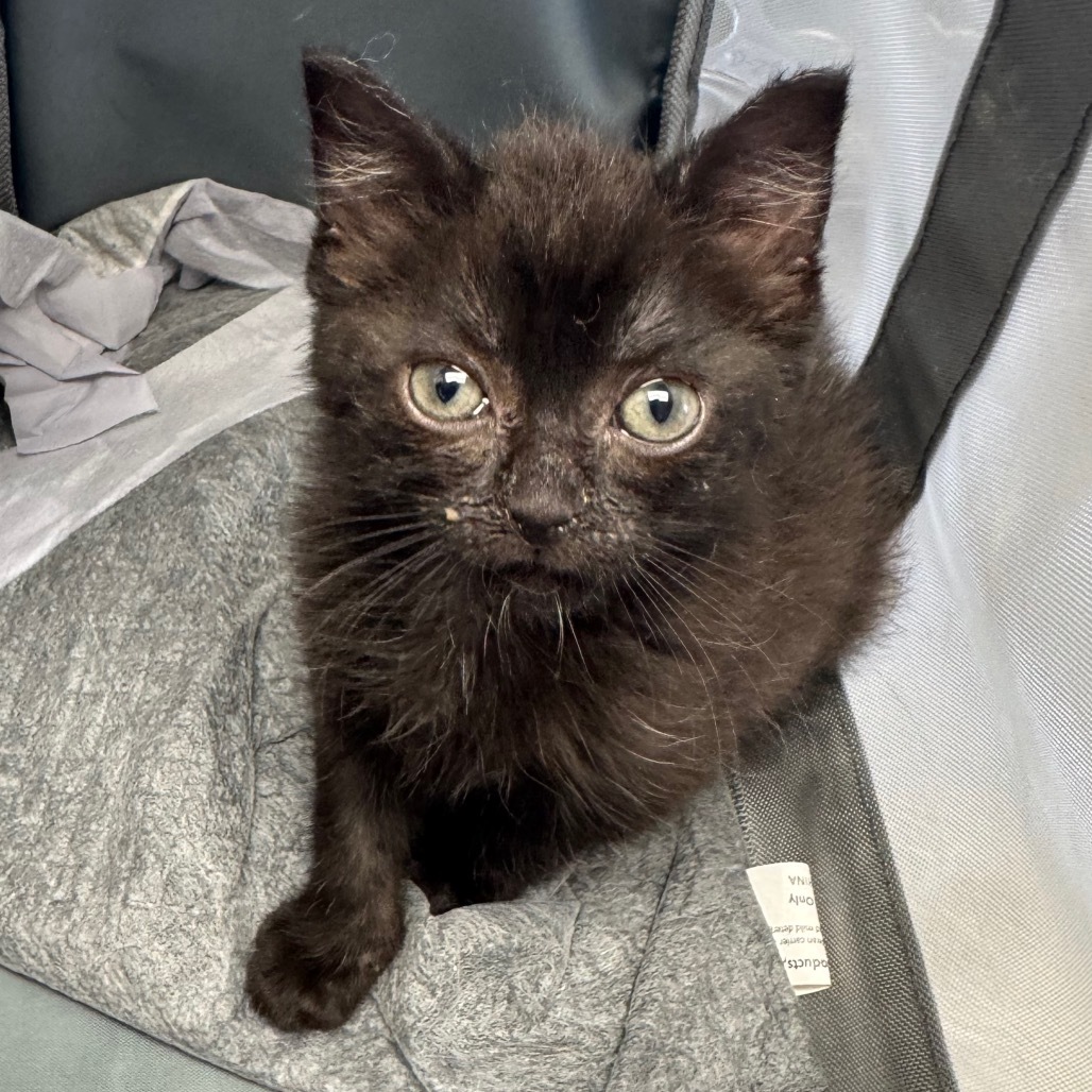 Olive, an adoptable Domestic Medium Hair in Tuscaloosa, AL, 35401 | Photo Image 1