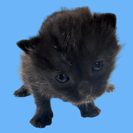 Olive, an adoptable Domestic Medium Hair in Tuscaloosa, AL, 35401 | Photo Image 2