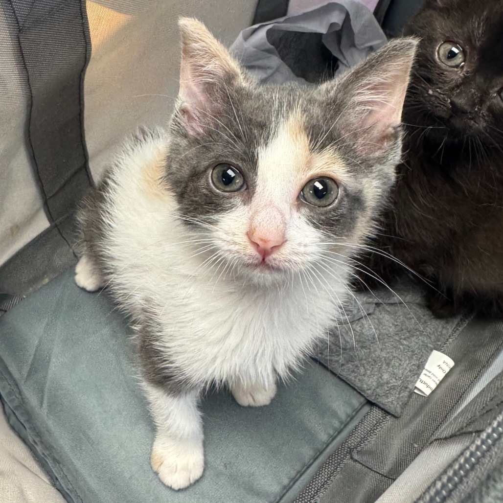 Pickle, an adoptable Domestic Medium Hair in Tuscaloosa, AL, 35401 | Photo Image 1