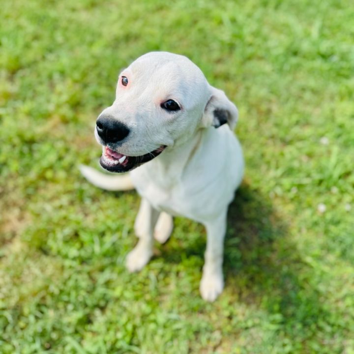 Dixie 1