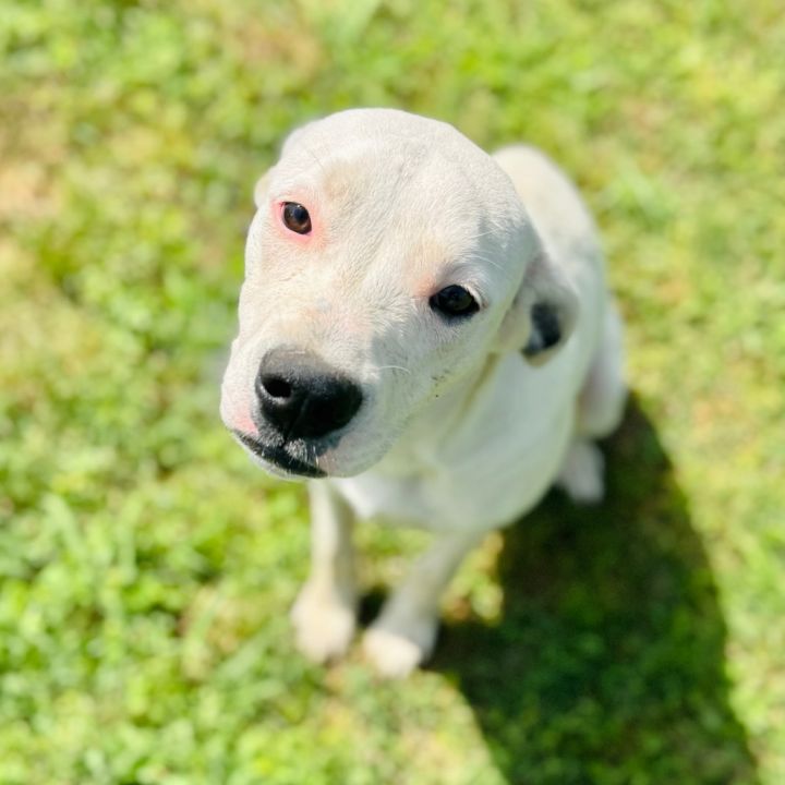 Dixie 2