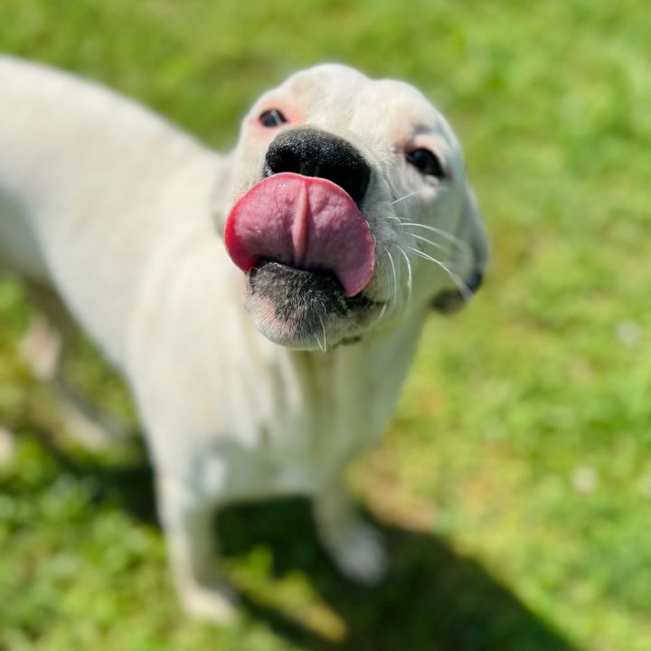 Dixie 3