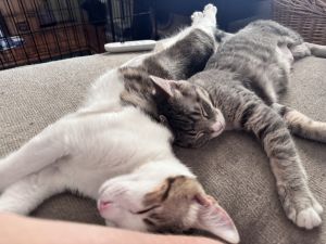 Ellie, Baby Female Domestic Short Hair