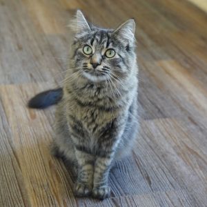 Zaria, Adult Female unknown