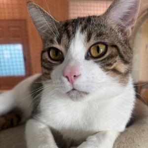Silas 26C25, Young Male Domestic Short Hair