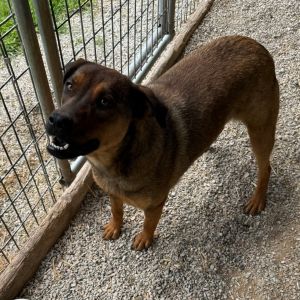 Saint Clair (Blossom), Young Female Labrador Retriever