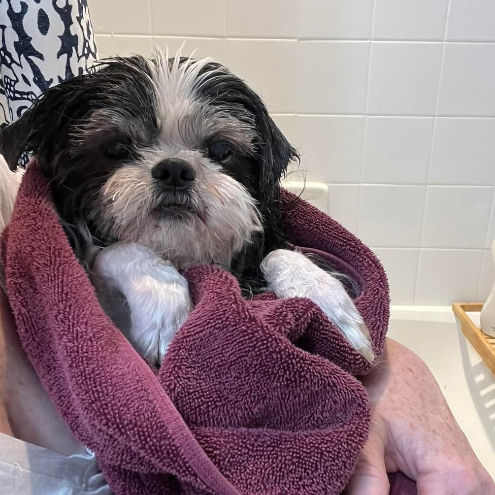 Ewok