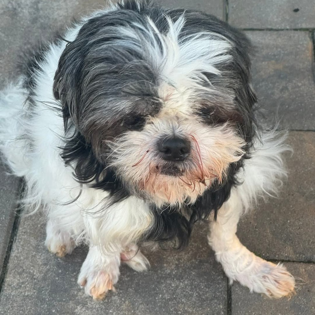 Ewok