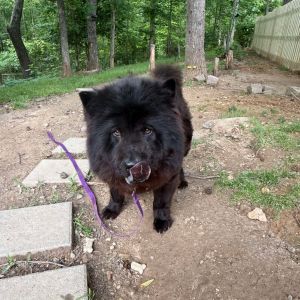 Maya, Adult Female Chow Chow