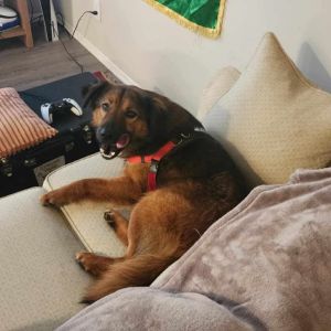 Bubby, Adult Male Mixed Breed