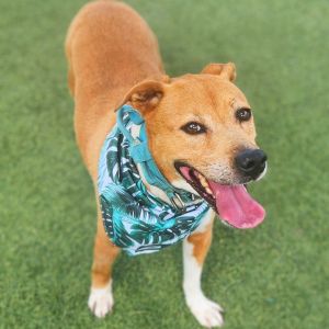 Fiona R, Senior Female Retriever